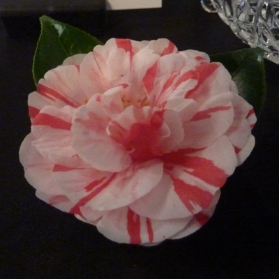Hanami-gasa